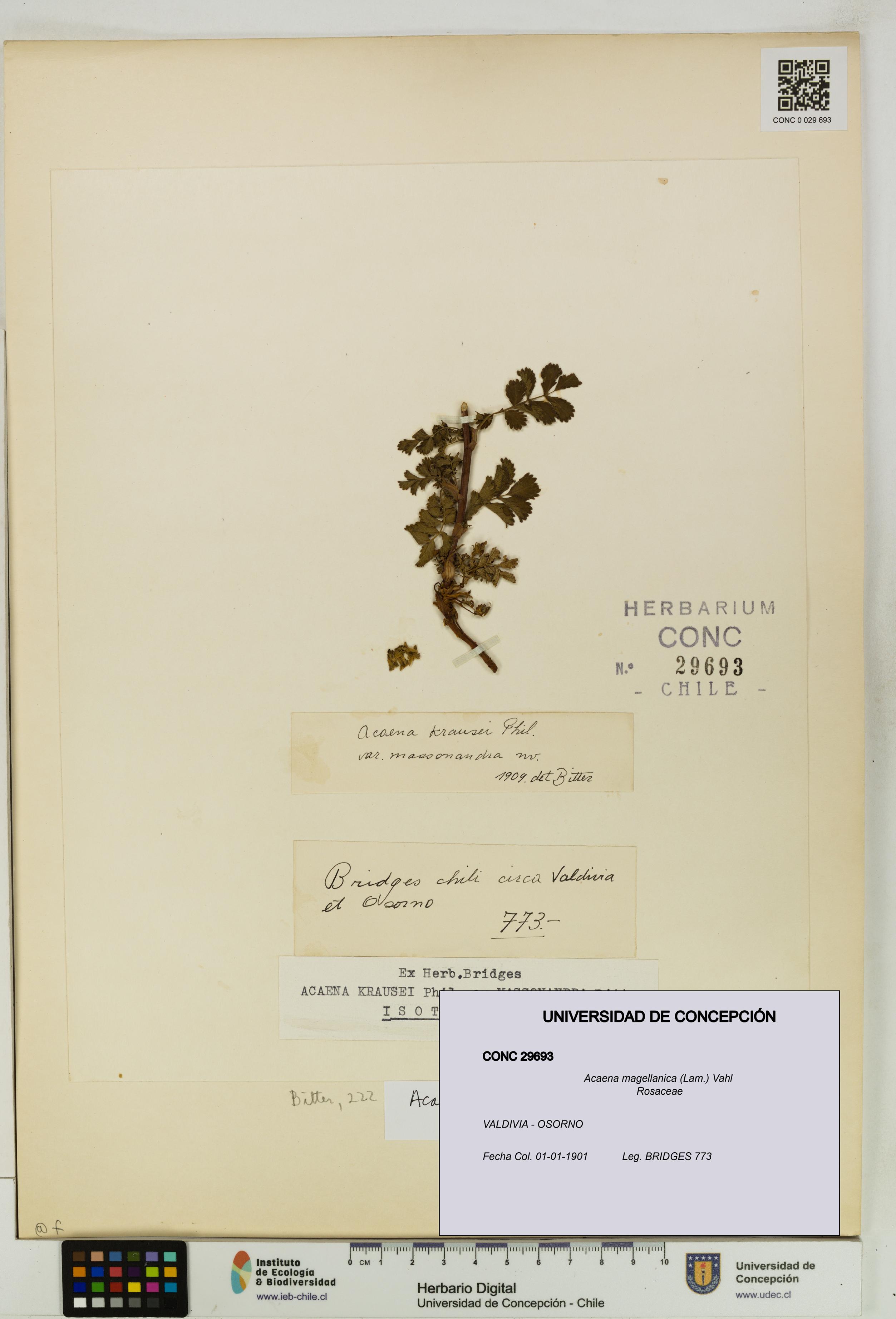 Acaena magellanica [Espécimen: UDEC:CONC:0029693]