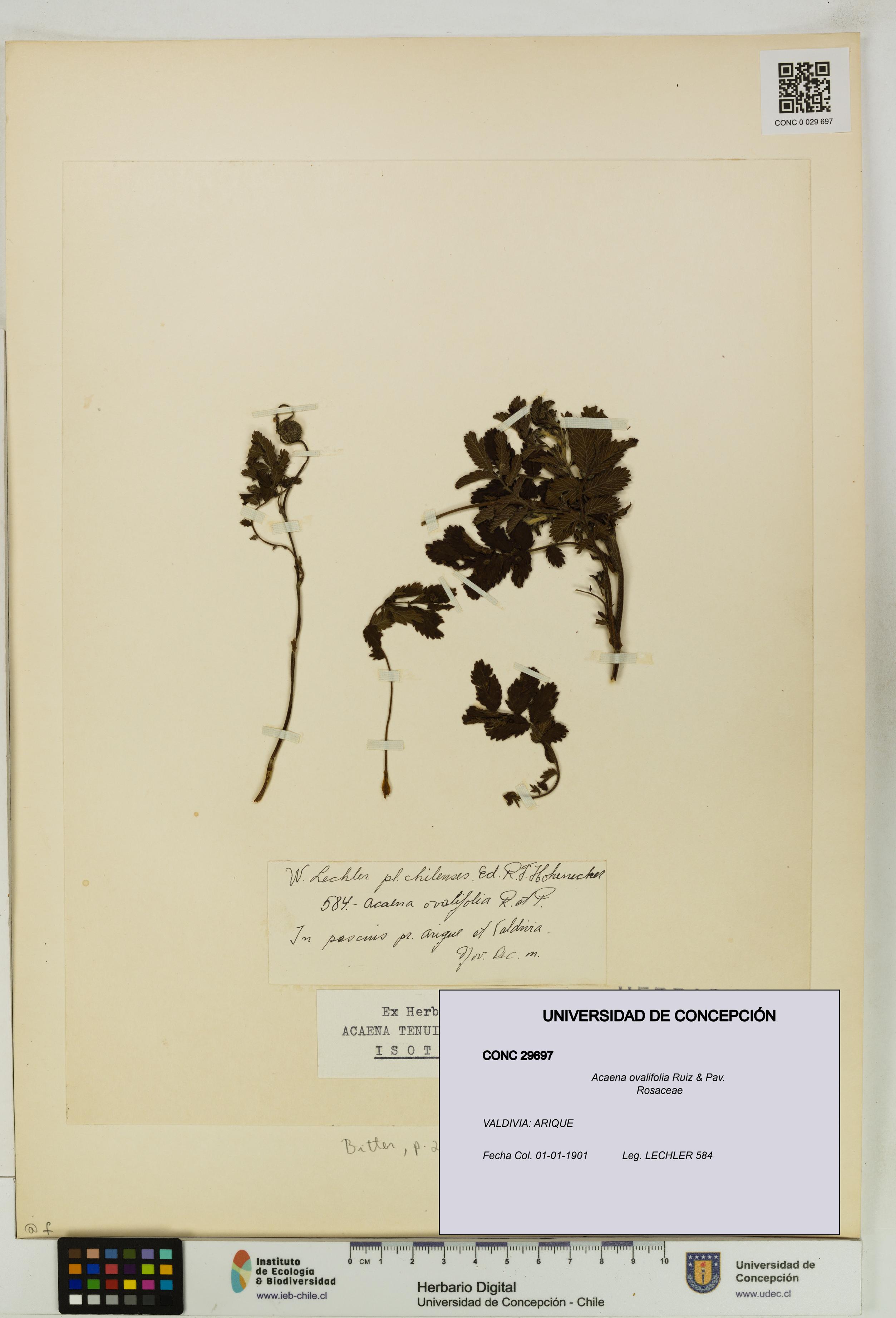 Acaena ovalifolia [Espécimen: UDEC:CONC:0029697]