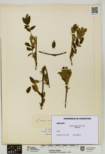 Acaena argentea [Espécimen: UDEC:CONC:0029701]