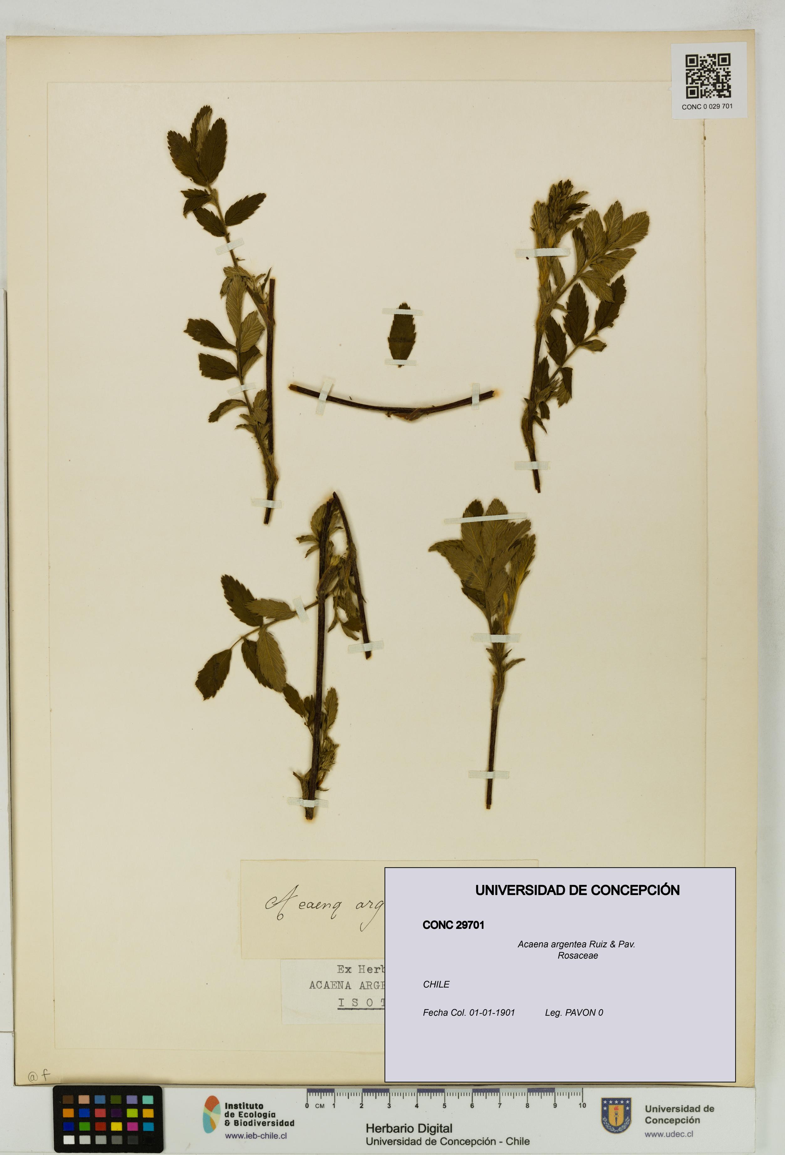 Acaena argentea [Espécimen: UDEC:CONC:0029701]