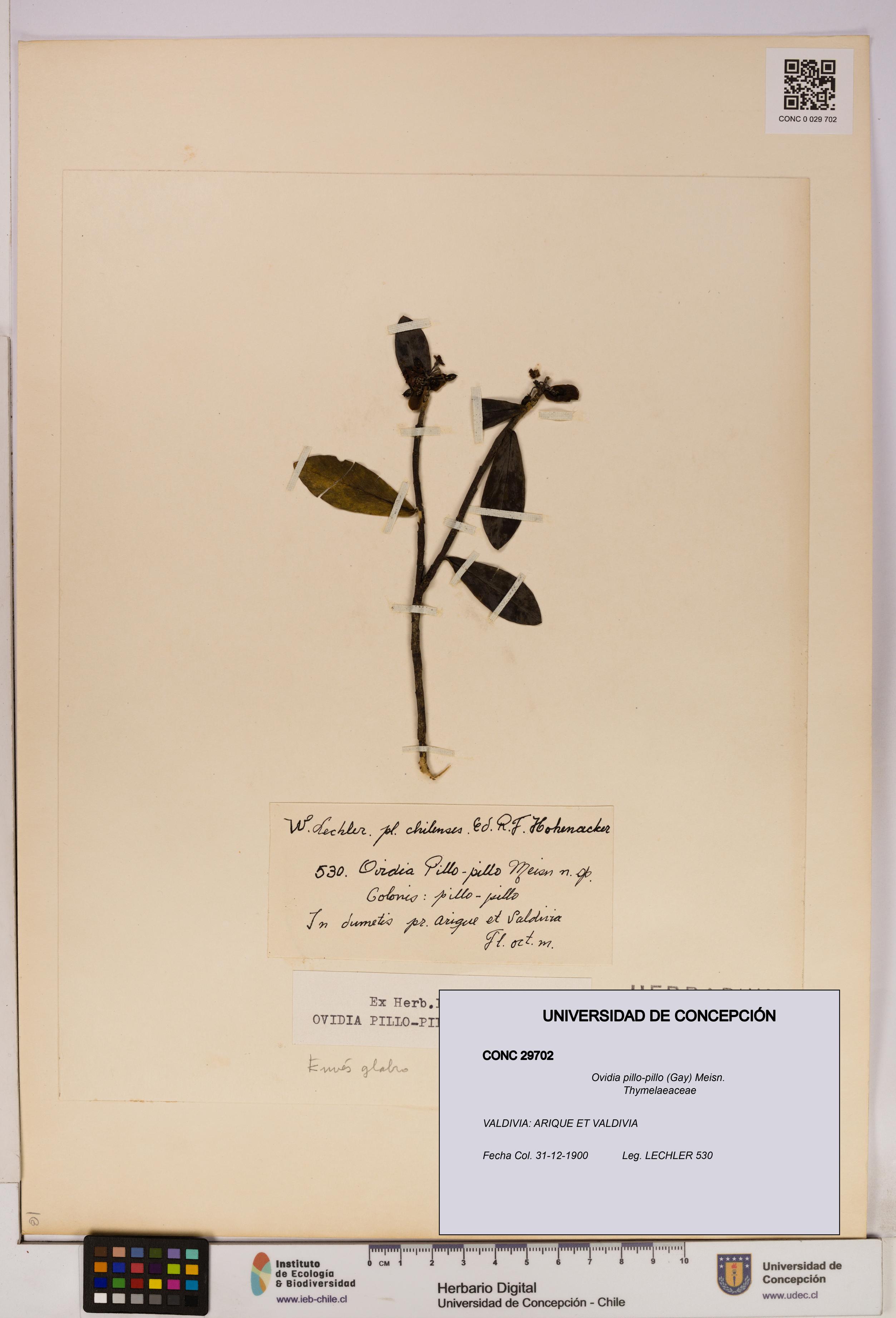 Ovidia pillo-pillo [Espécimen: UDEC:CONC:0029702]