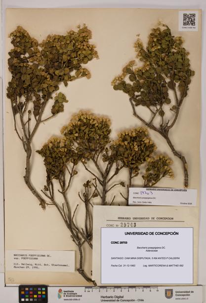 Baccharis poeppigiana [Espécimen: UDEC:CONC:0029703]