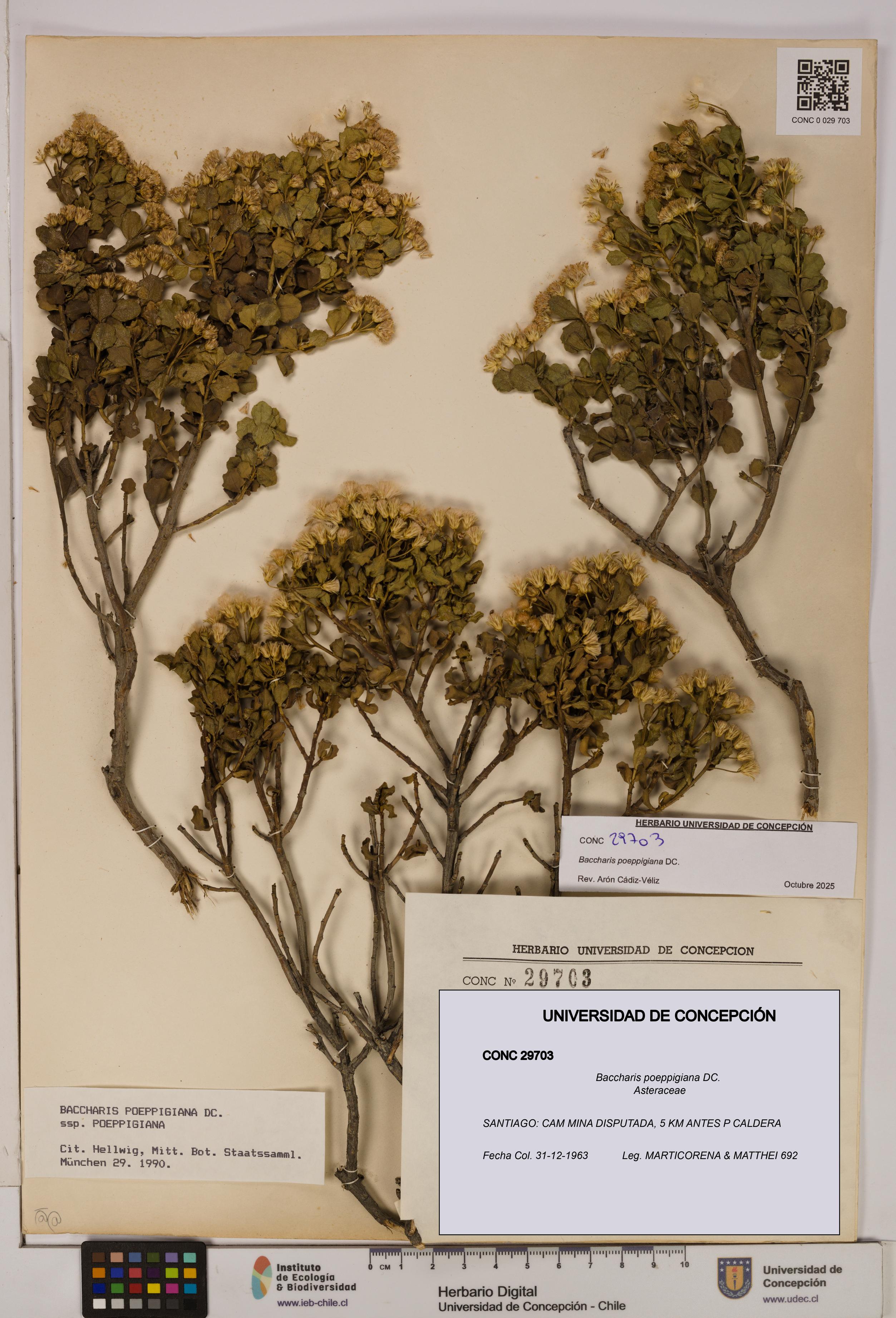 Baccharis poeppigiana [Espécimen: UDEC:CONC:0029703]
