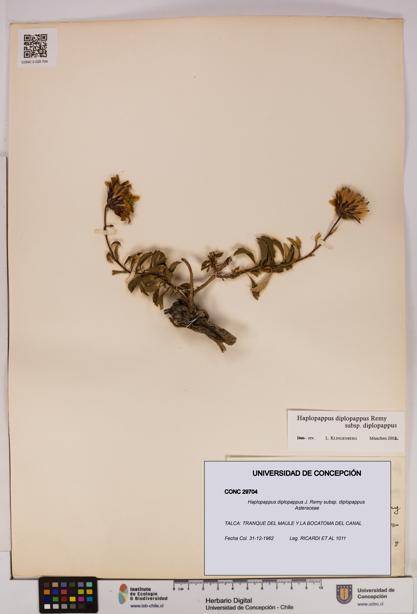 Haplopappus diplopappus subsp. diplopappus [Espécimen: UDEC:CONC:0029704]
