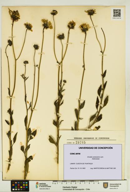 Encelia canescens [Espécimen: UDEC:CONC:0029705]
