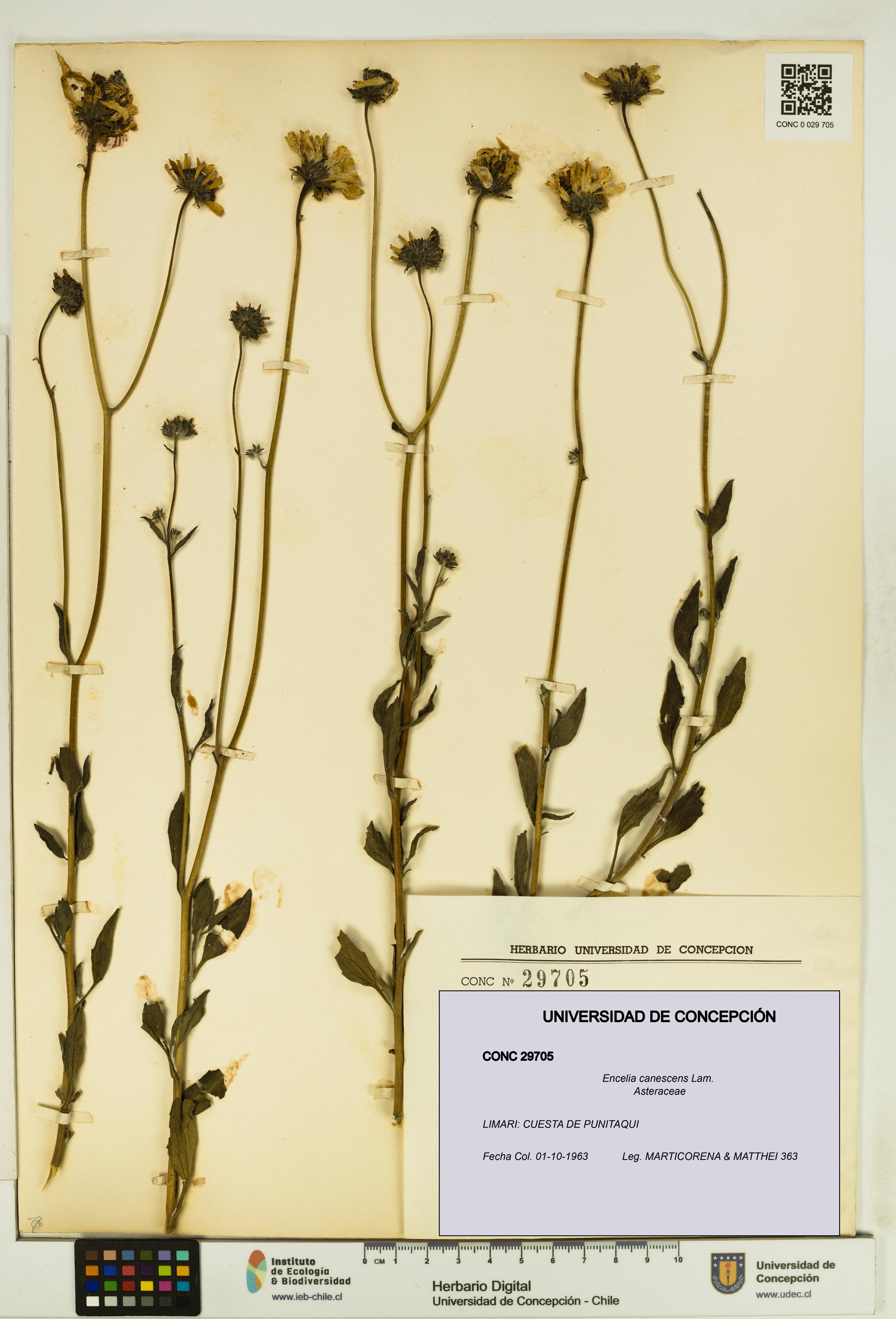 Encelia canescens [Espécimen: UDEC:CONC:0029705]