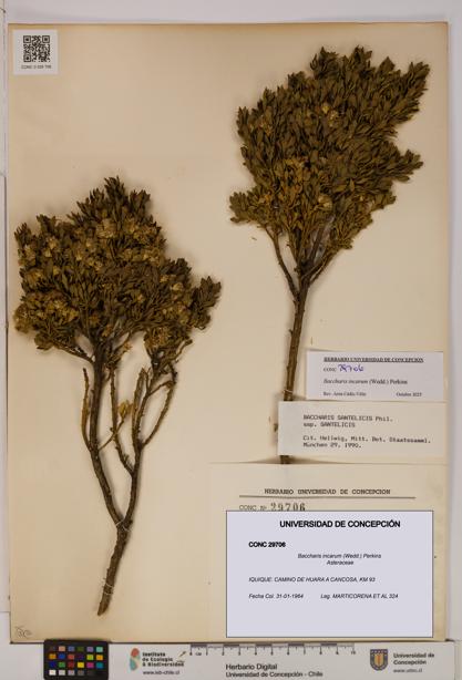 Baccharis incarum [Espécimen: UDEC:CONC:0029706]