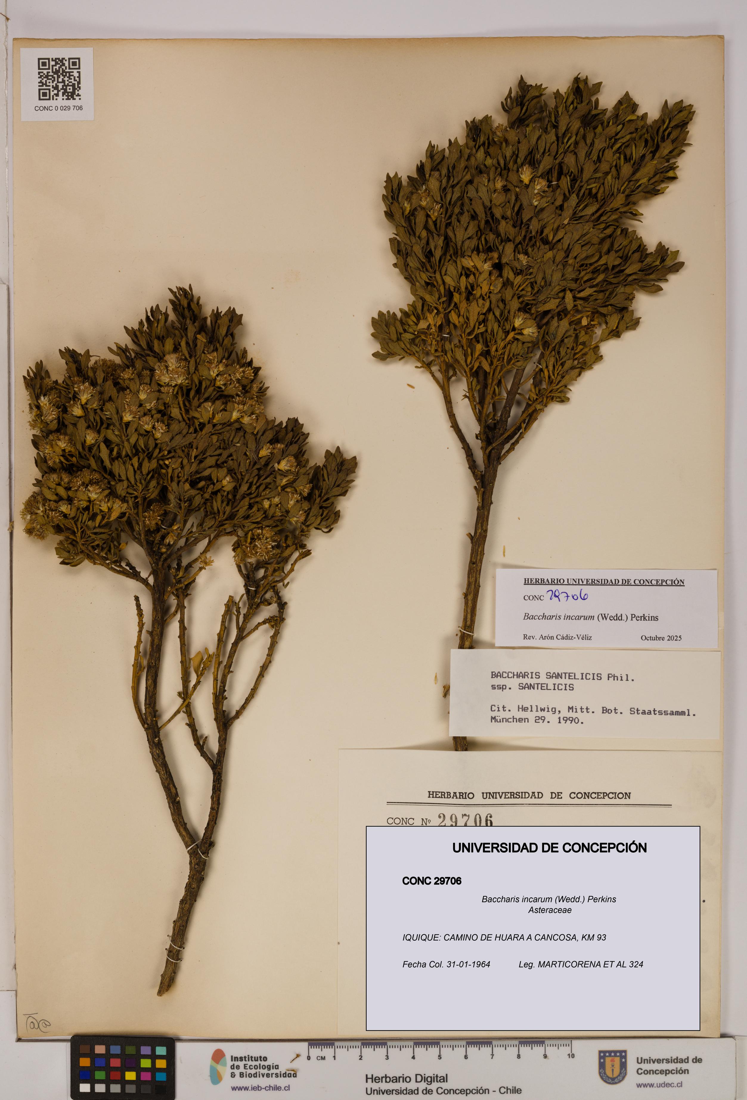 Baccharis incarum [Espécimen: UDEC:CONC:0029706]