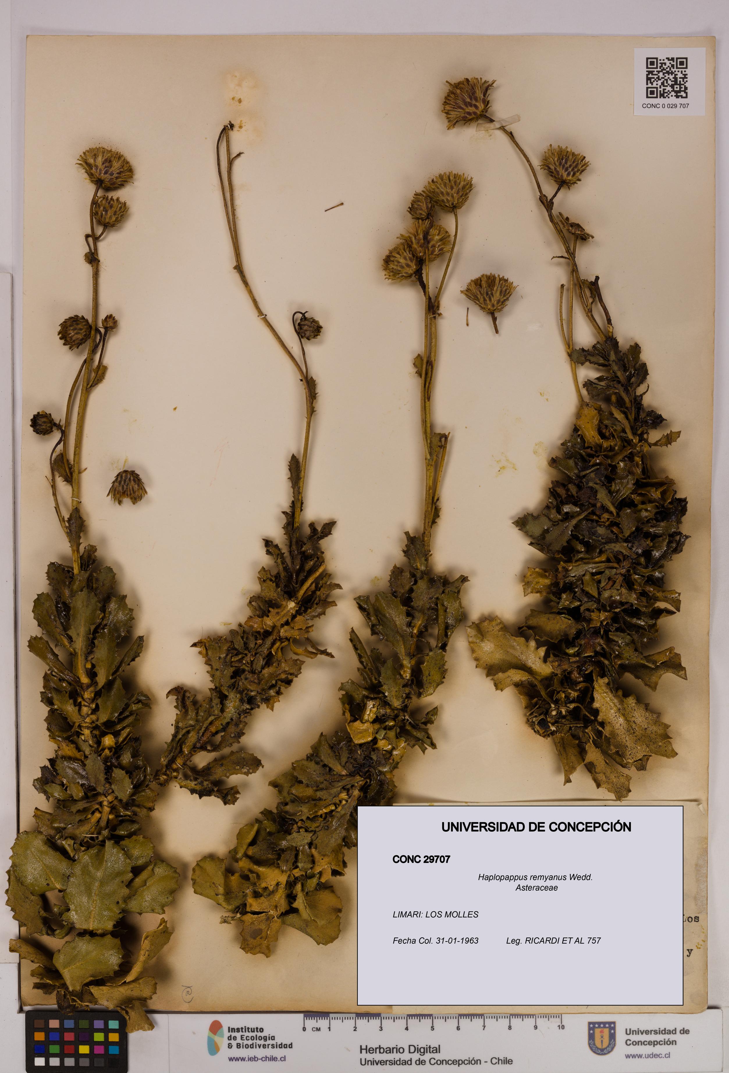 Haplopappus remyanus [Espécimen: UDEC:CONC:0029707]