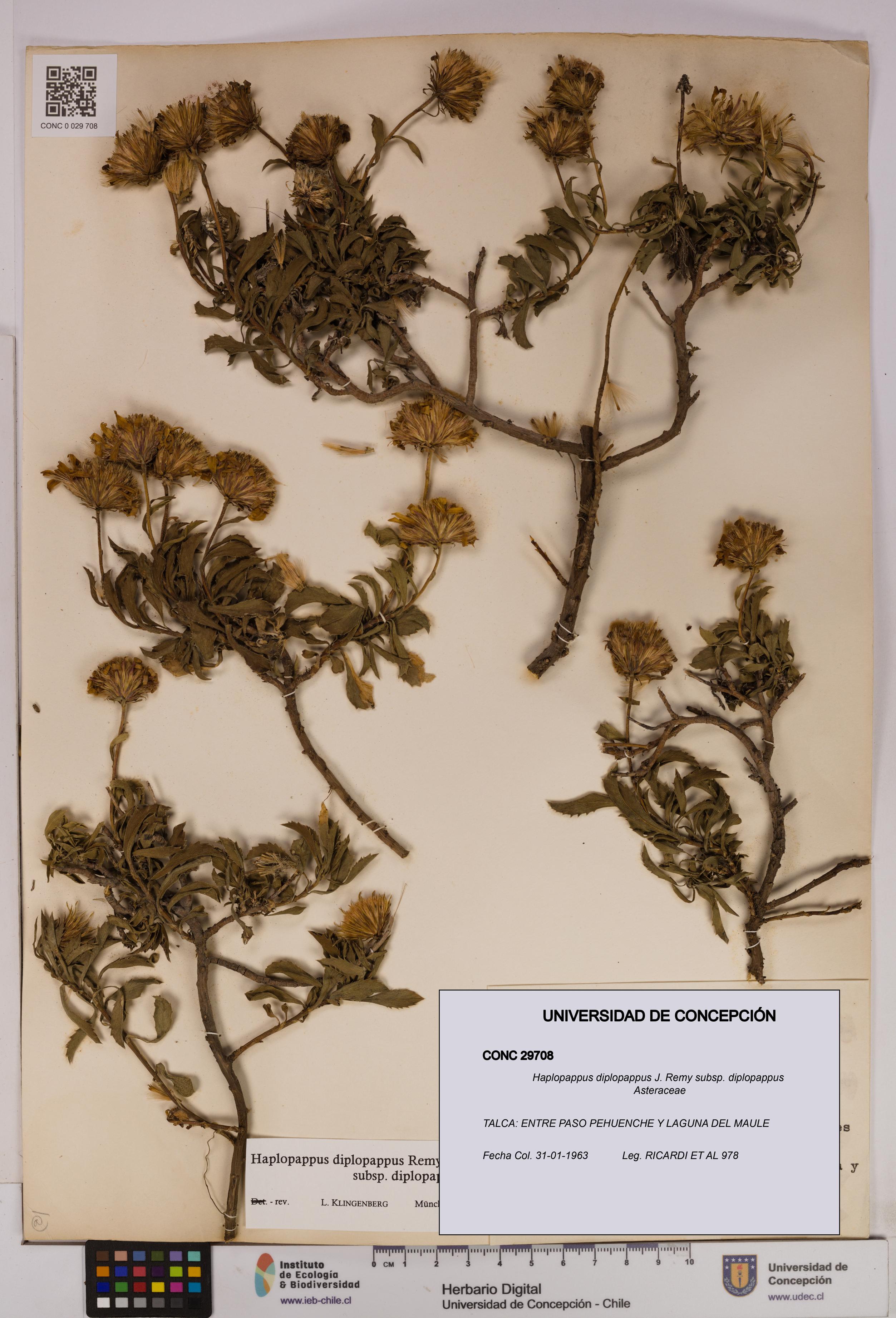 Haplopappus diplopappus subsp. diplopappus [Espécimen: UDEC:CONC:0029708]