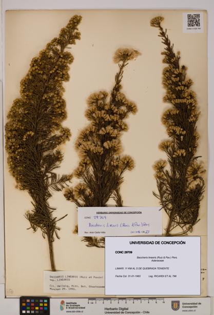 Baccharis linearis [Espécimen: UDEC:CONC:0029709]