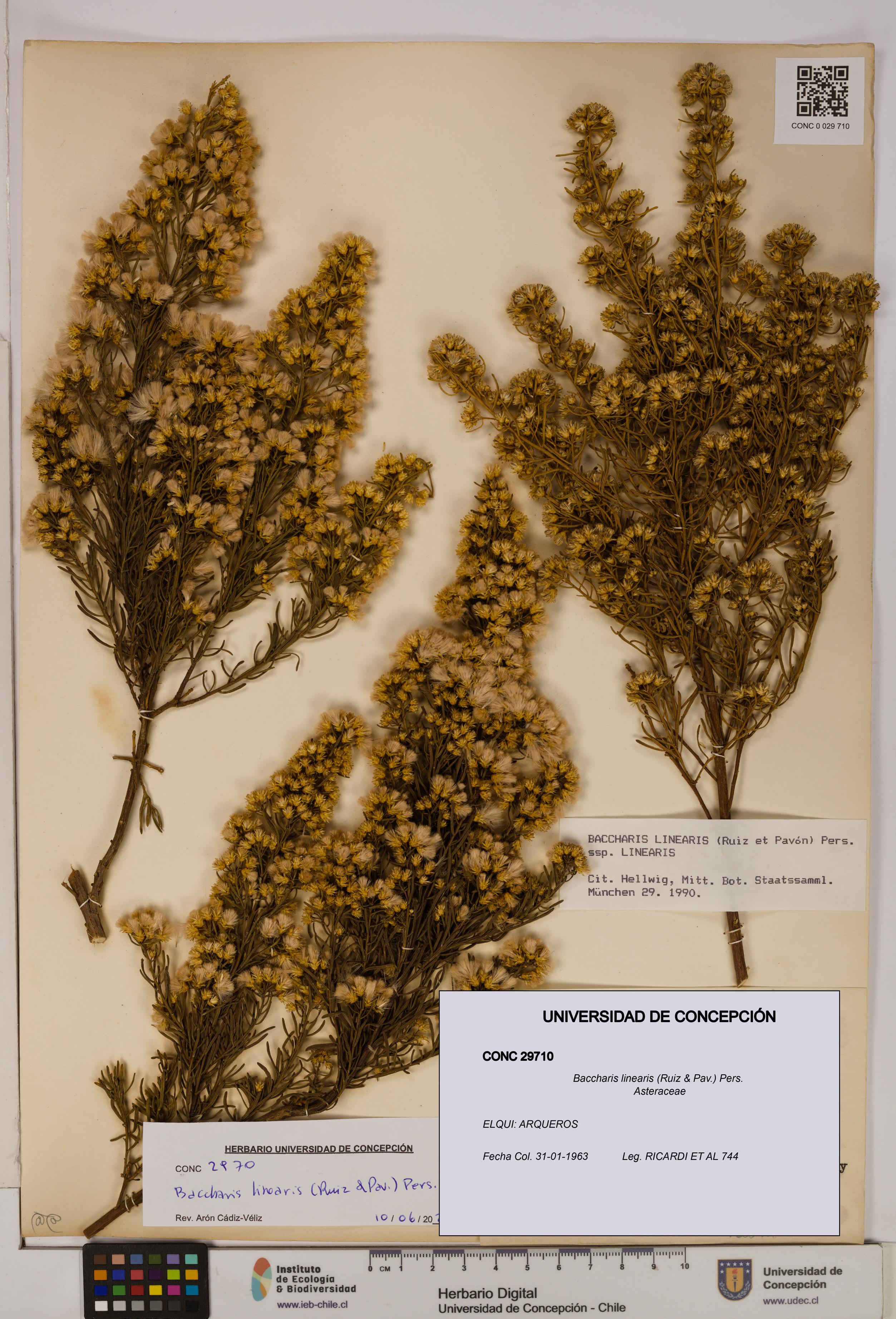 Baccharis linearis [Espécimen: UDEC:CONC:0029710]