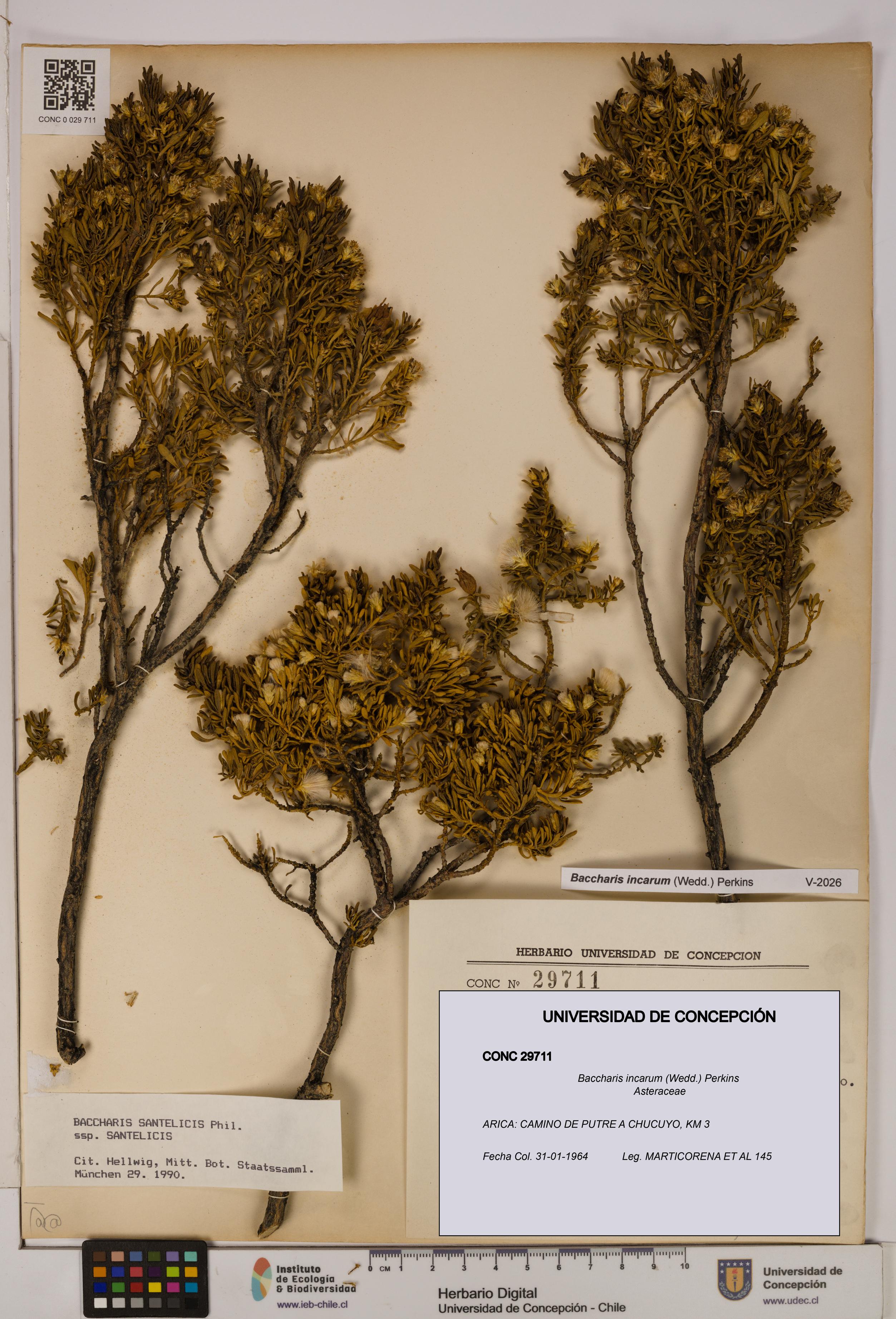 Baccharis incarum [Espécimen: UDEC:CONC:0029711]