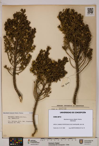 Baccharis incarum [Espécimen: UDEC:CONC:0029712]