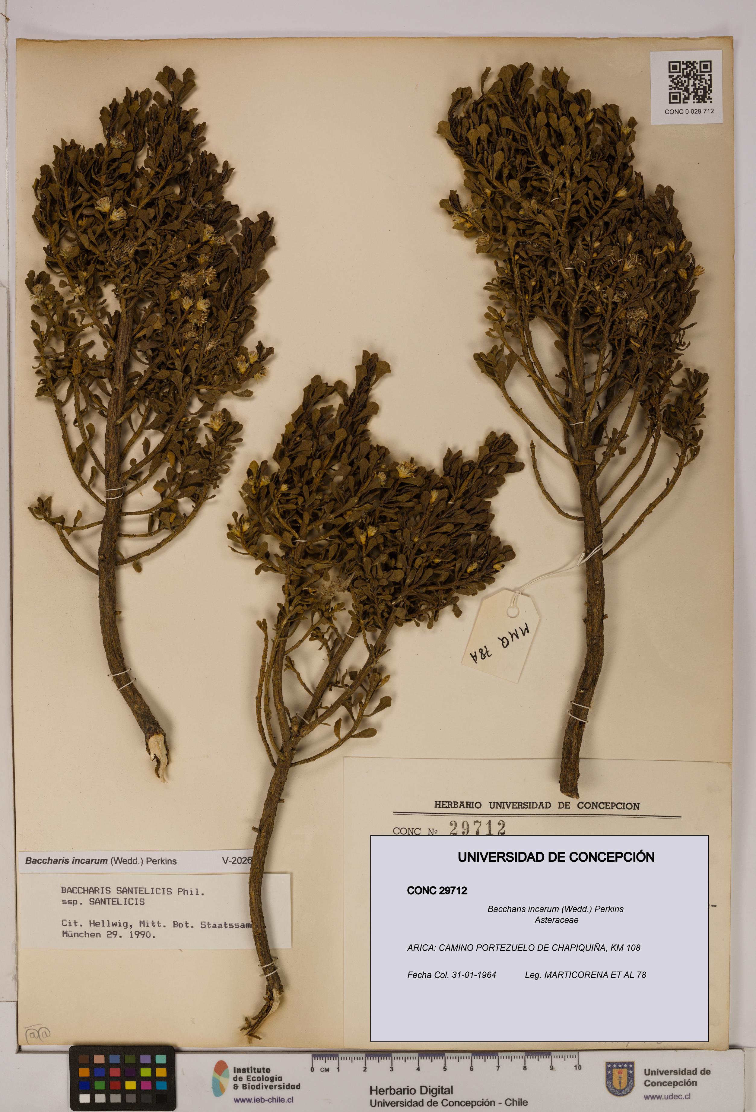 Baccharis incarum [Espécimen: UDEC:CONC:0029712]