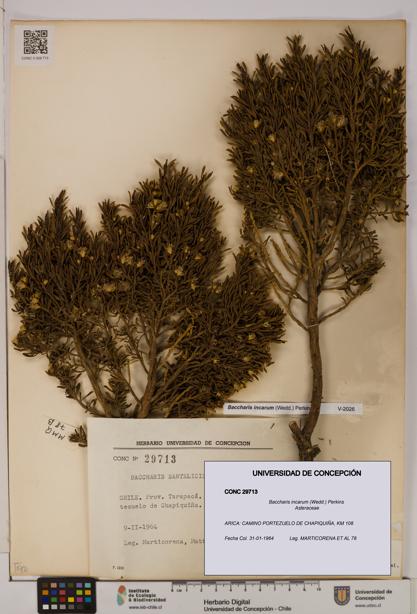 Baccharis incarum [Espécimen: UDEC:CONC:0029713]
