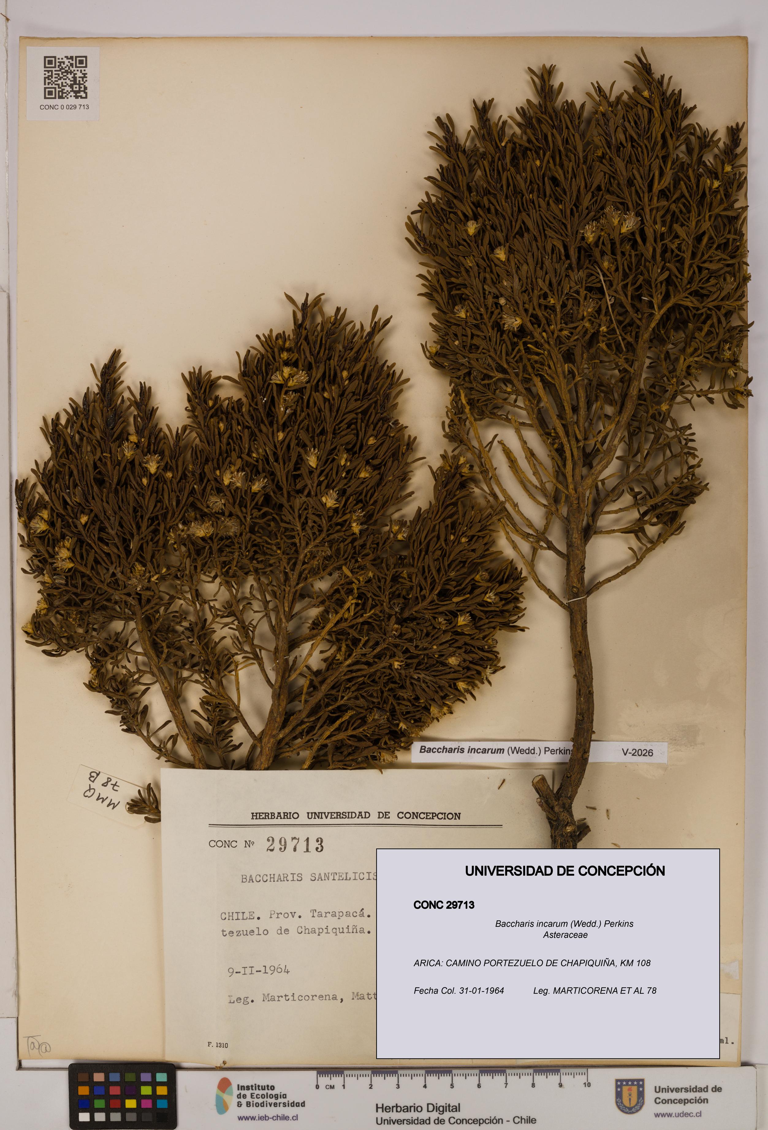 Baccharis incarum [Espécimen: UDEC:CONC:0029713]