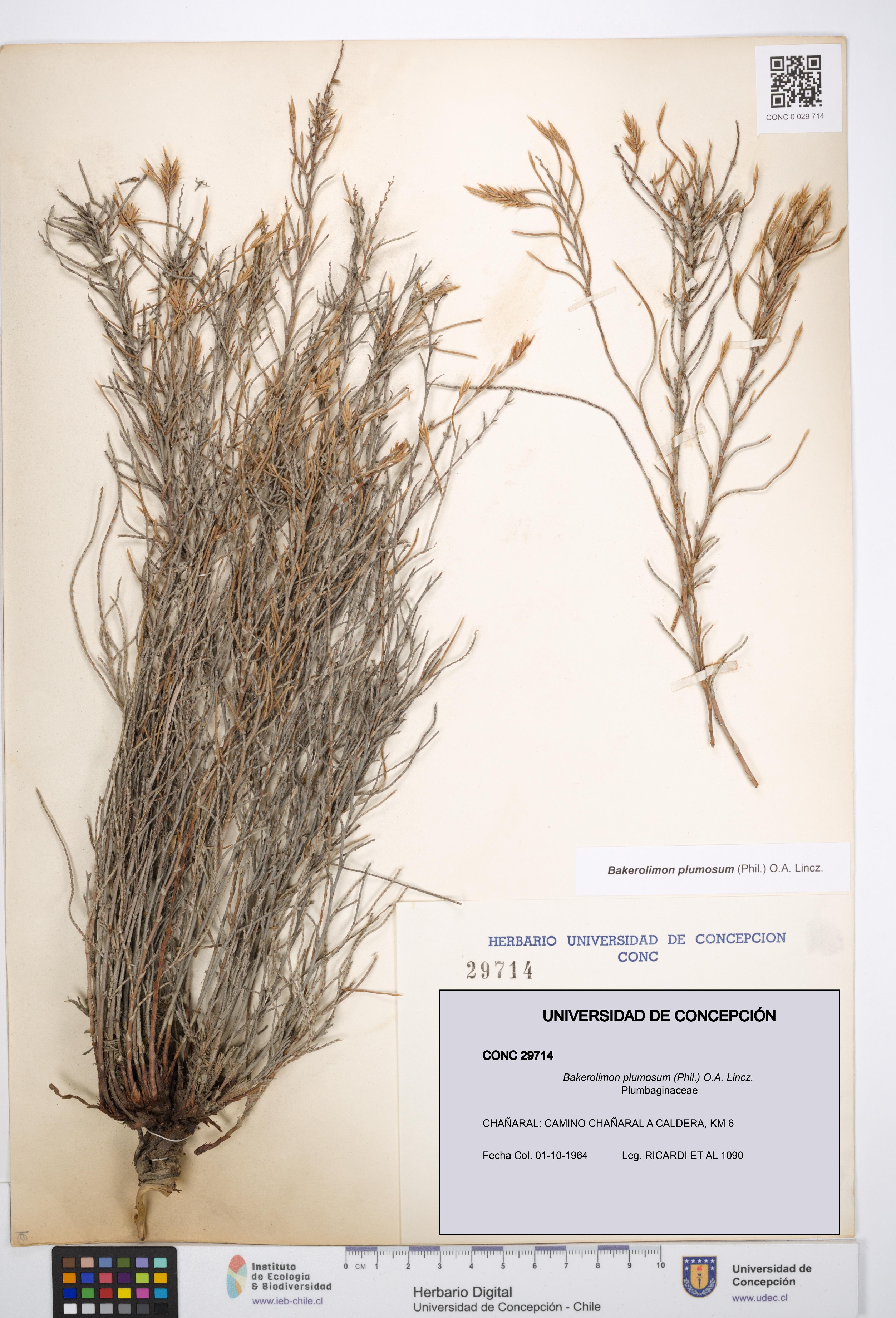 Bakerolimon plumosum [Espécimen: UDEC:CONC:0029714]