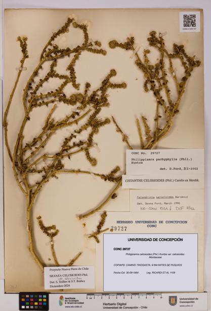 Philippiamra celosioides [Espécimen: ]