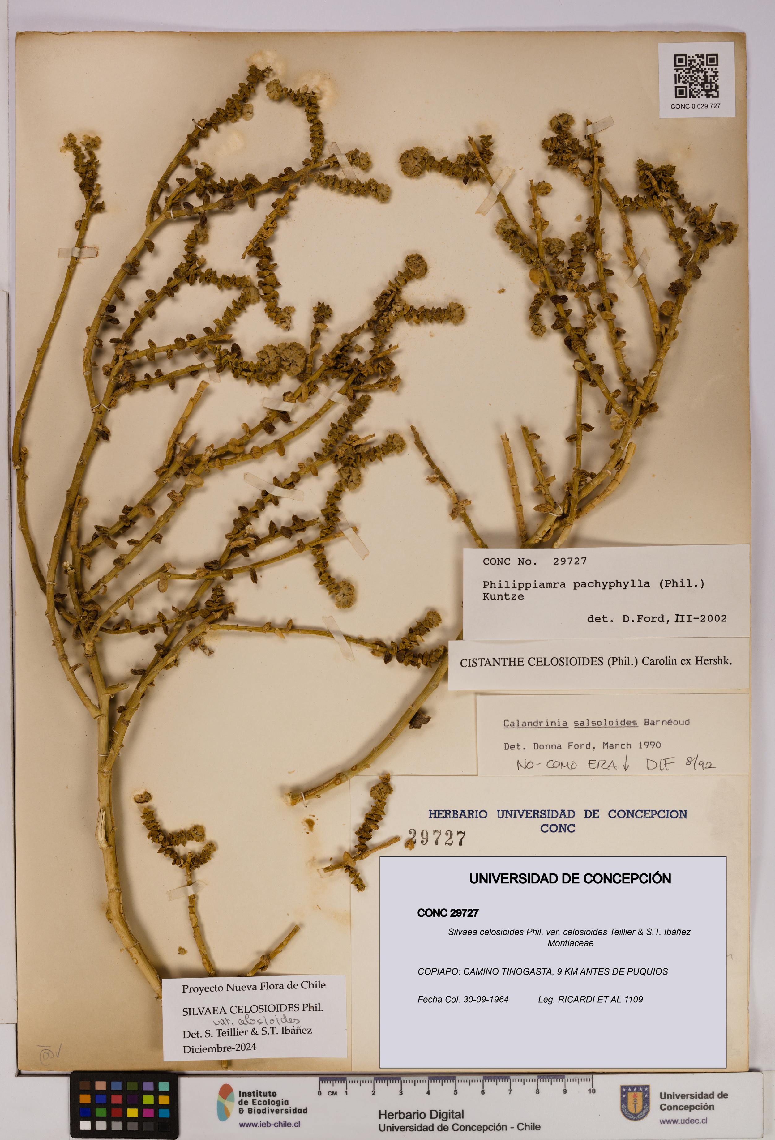 Silvaea celosioides var. celosioides [Espécimen: UDEC:CONC:0029727]