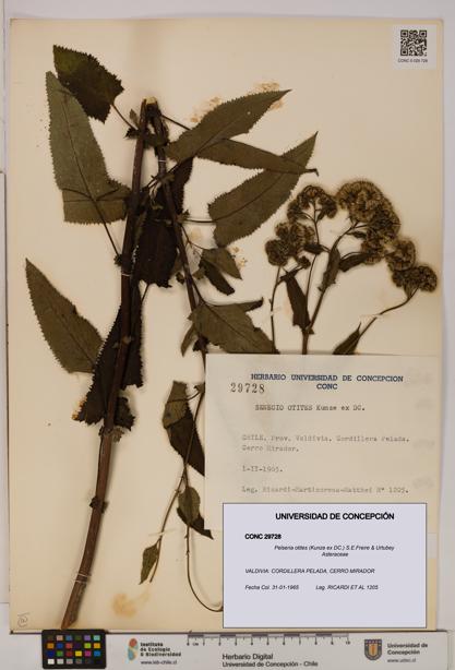 Pelseria otites [Espécimen: ]
