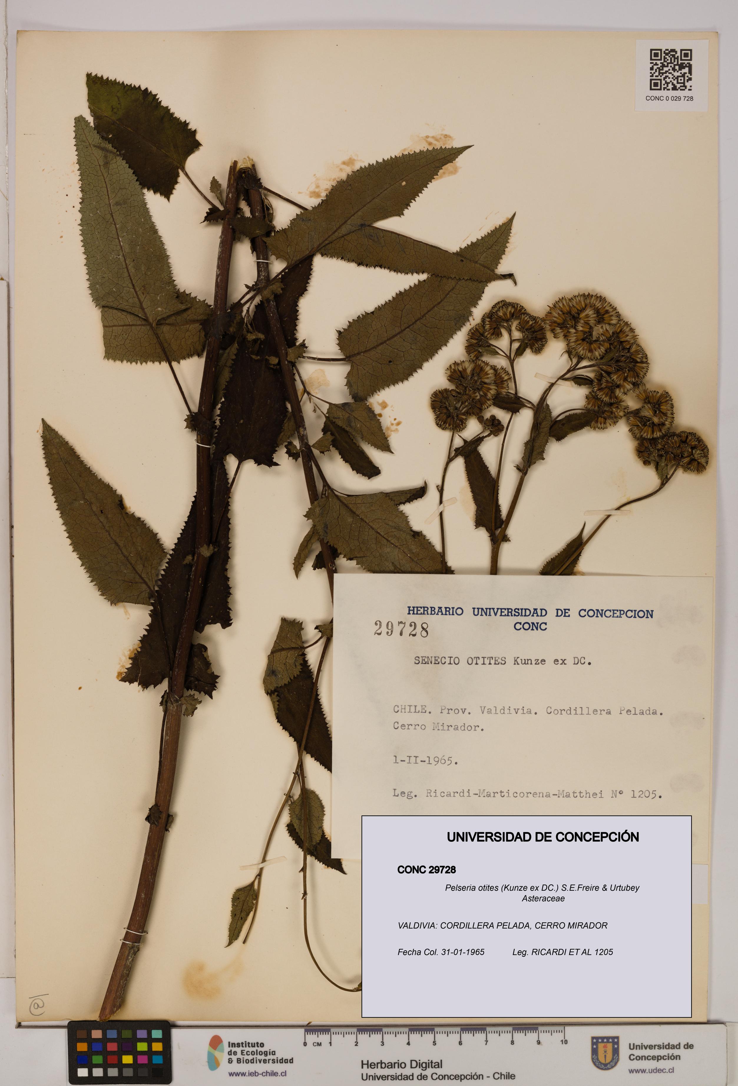 Pelseria otites [Espécimen: ]