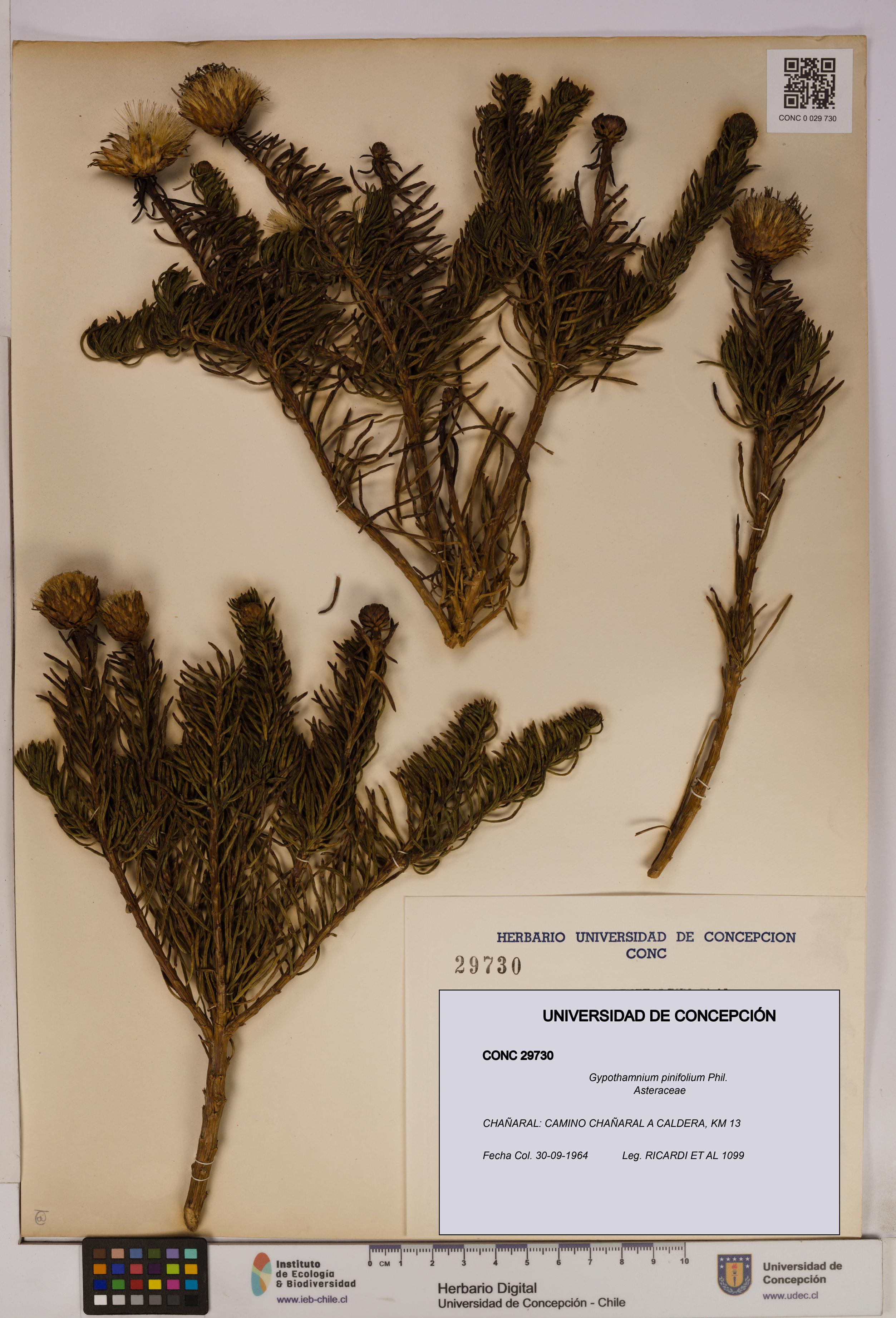 Gypothamnium pinifolium [Espécimen: UDEC:CONC:0029730]