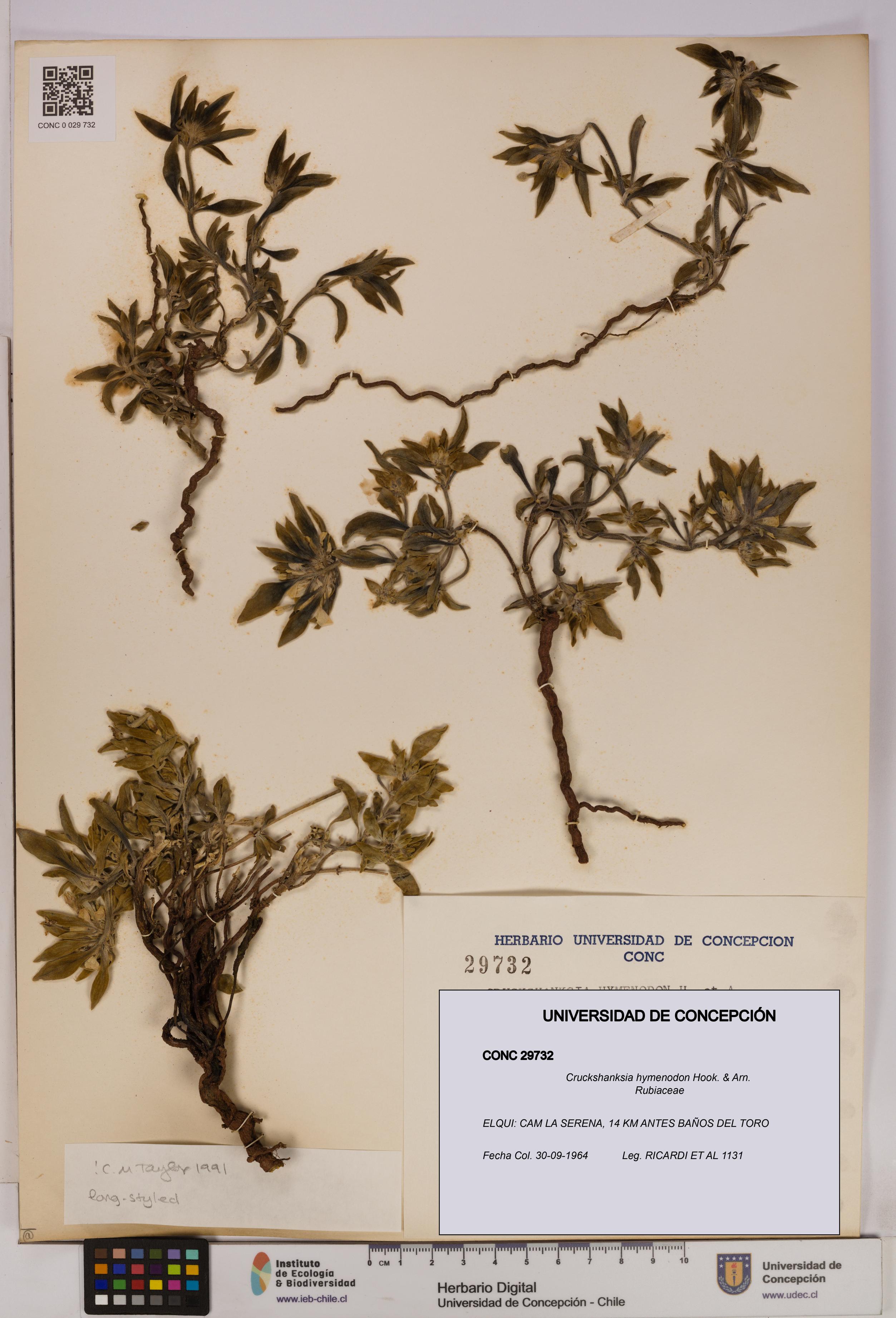 Cruckshanksia hymenodon [Espécimen: UDEC:CONC:0029732]