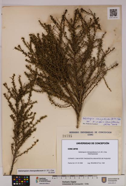 Heliotropium chenopodiaceum [Espécimen: UDEC:CONC:0029735]