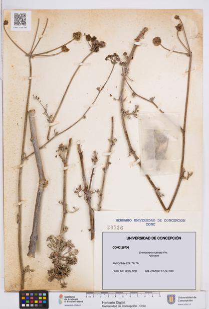 Eremocharis fruticosa [Espécimen: ]