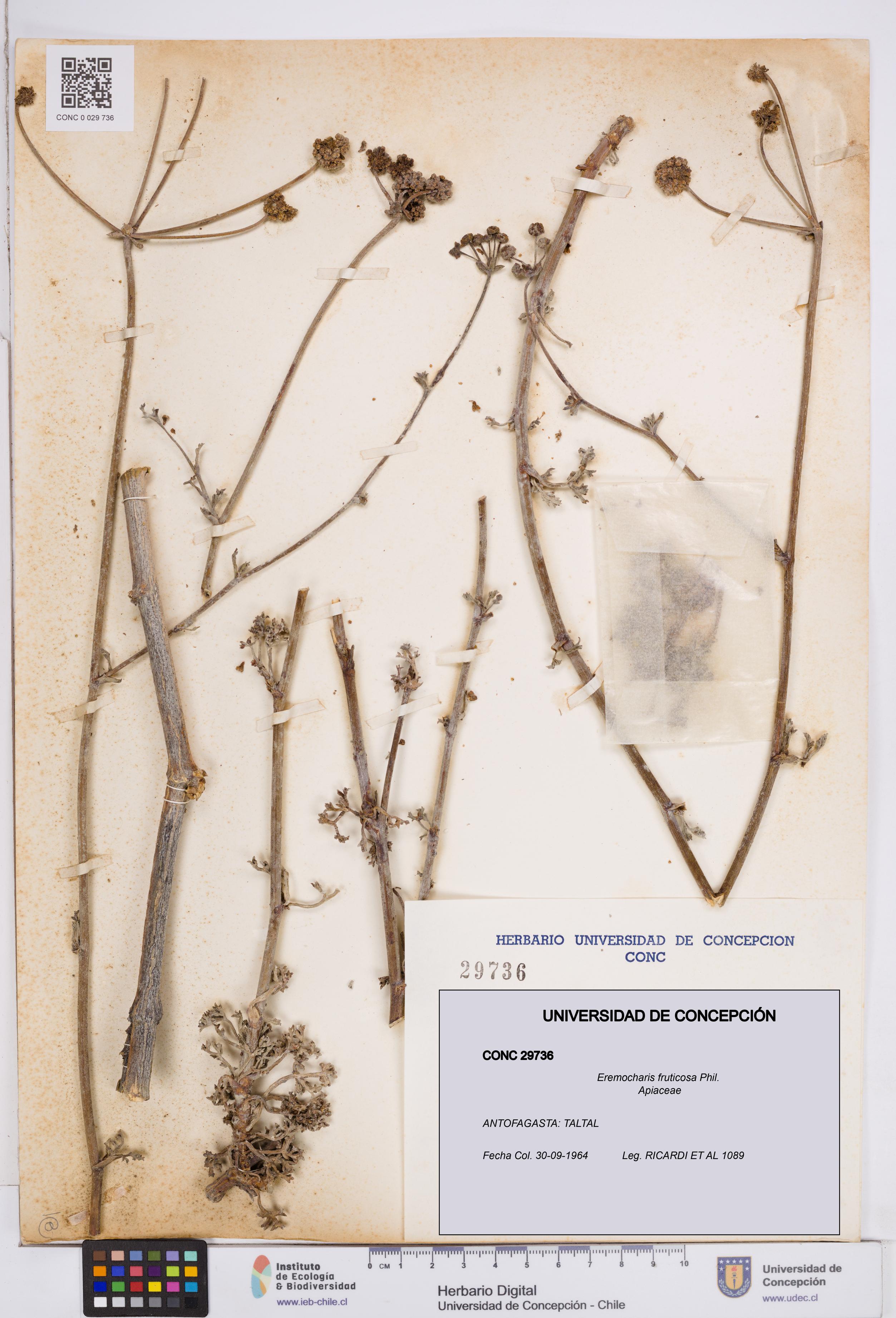 Eremocharis fruticosa [Espécimen: ]