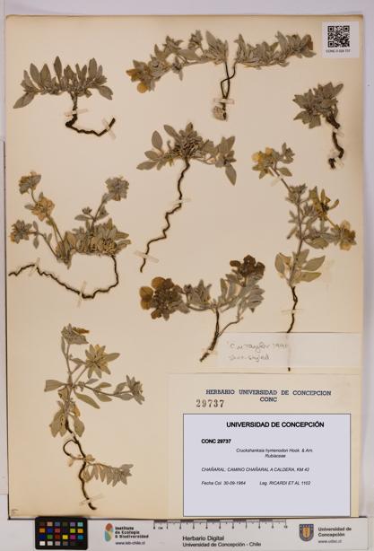 Cruckshanksia hymenodon [Espécimen: UDEC:CONC:0029737]