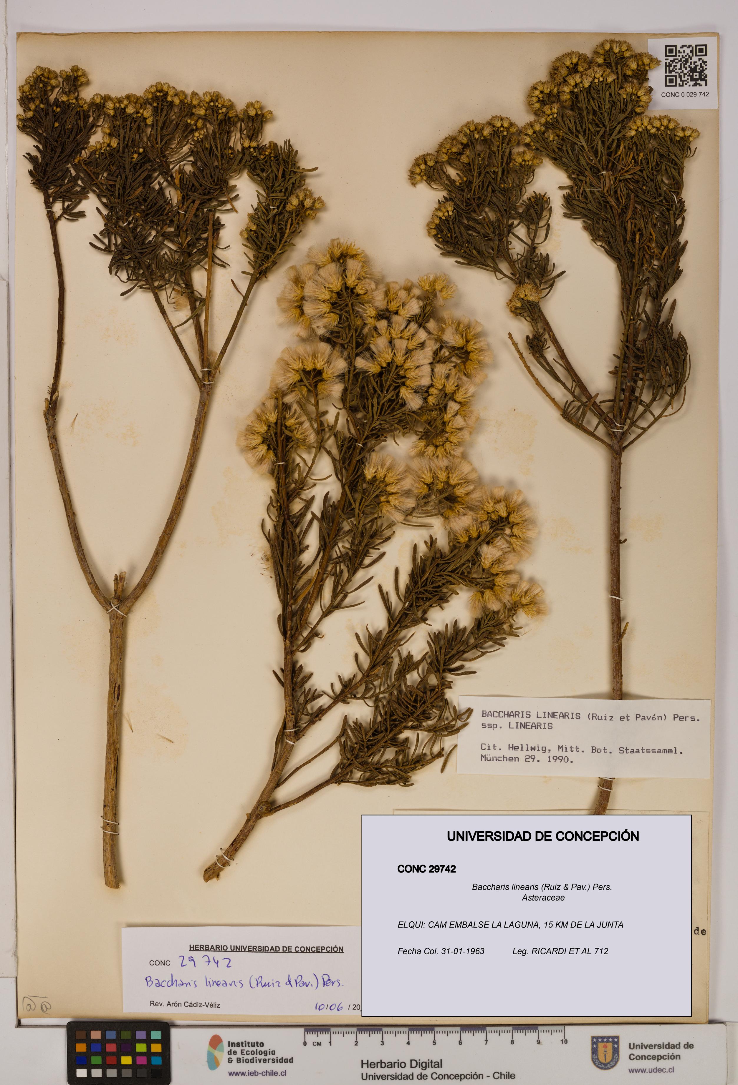 Baccharis linearis [Espécimen: UDEC:CONC:0029742]