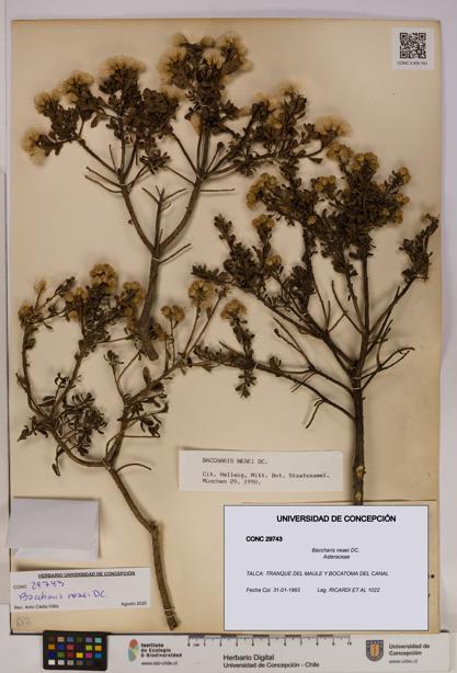 Baccharis neaei [Espécimen: UDEC:CONC:0029743]