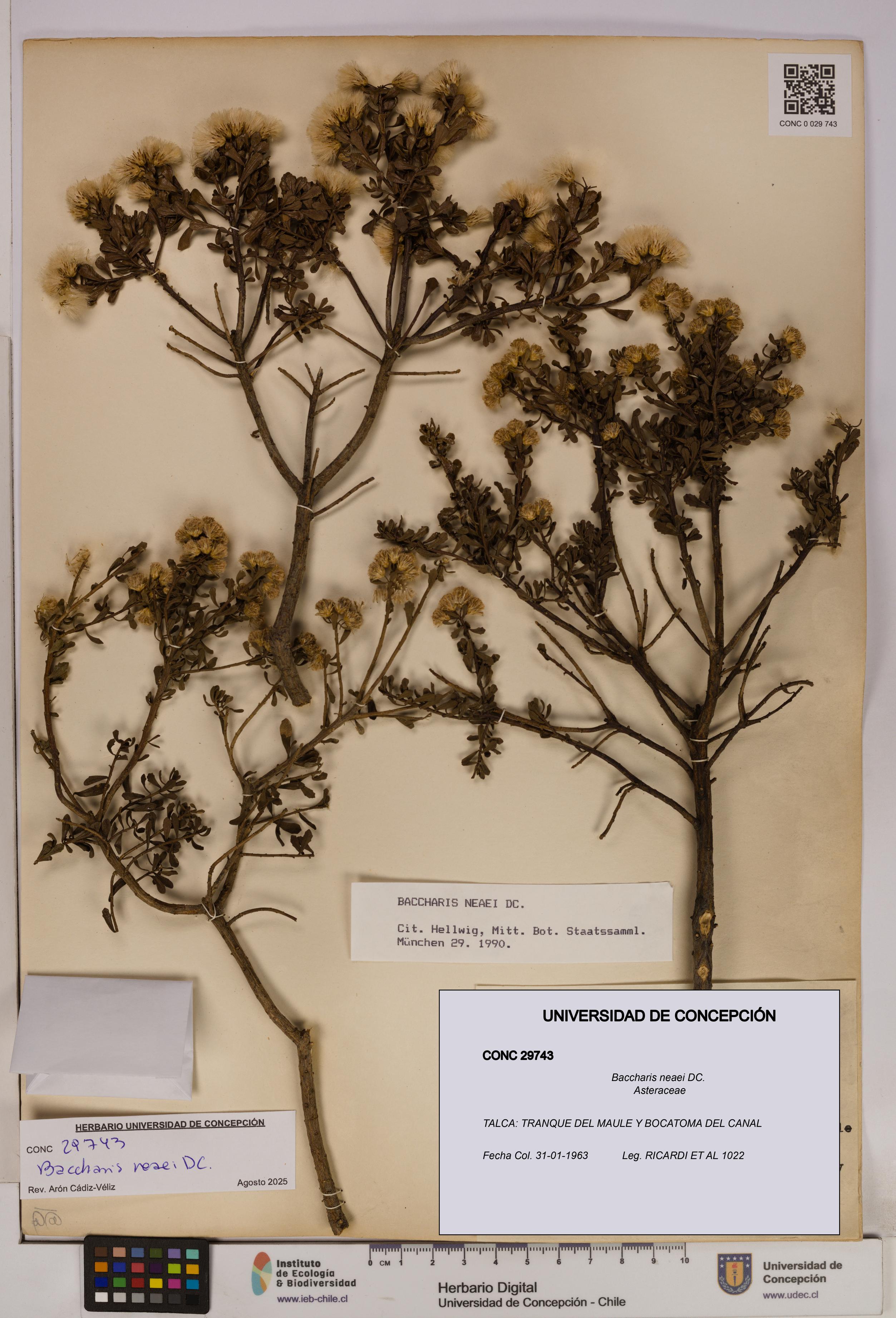 Baccharis neaei [Espécimen: UDEC:CONC:0029743]