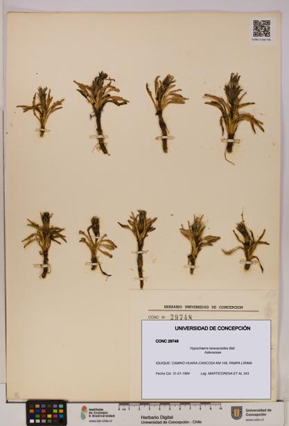 Hypochaeris taraxacoides [Espécimen: UDEC:CONC:0029748]