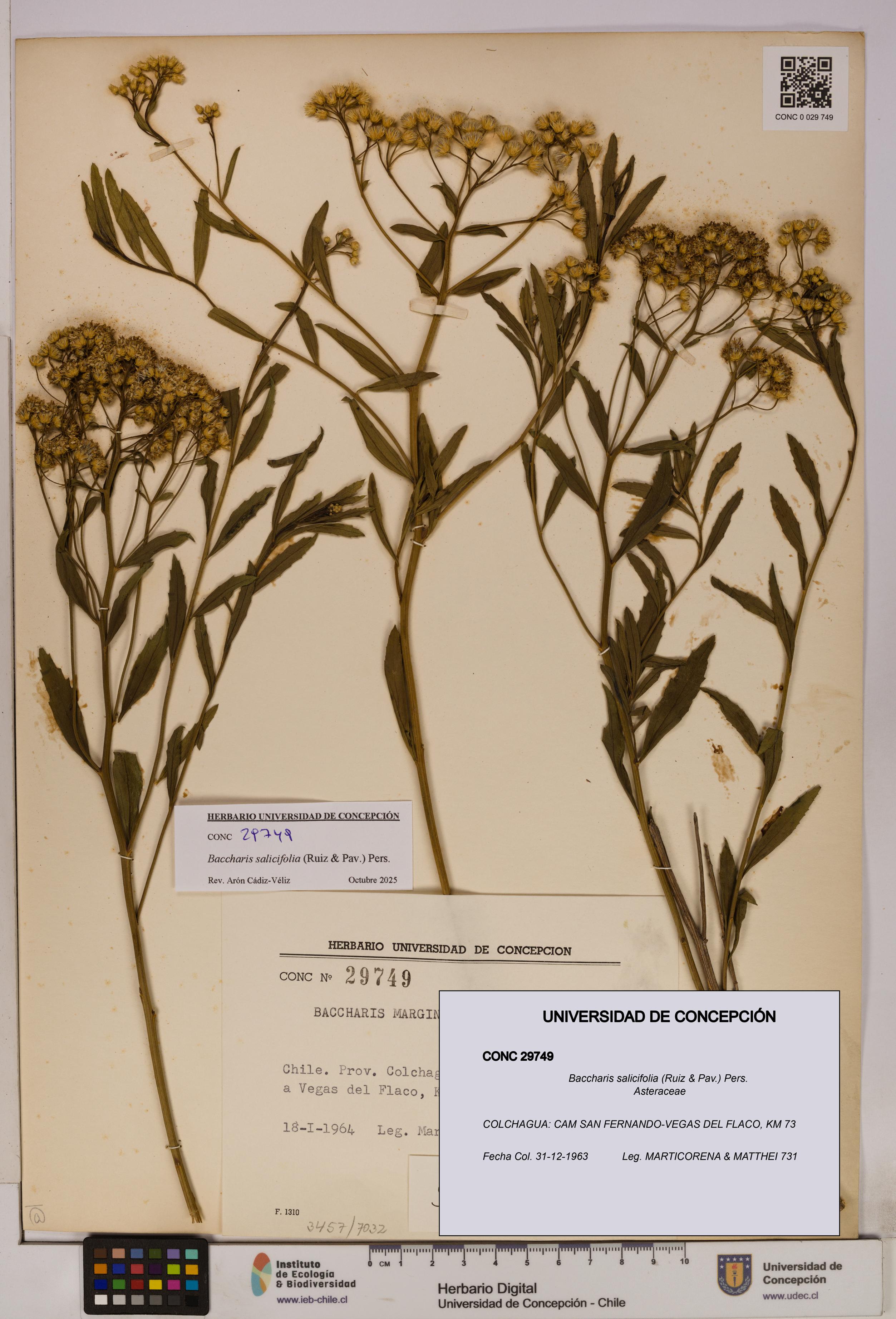 Baccharis salicifolia [Espécimen: UDEC:CONC:0029749]