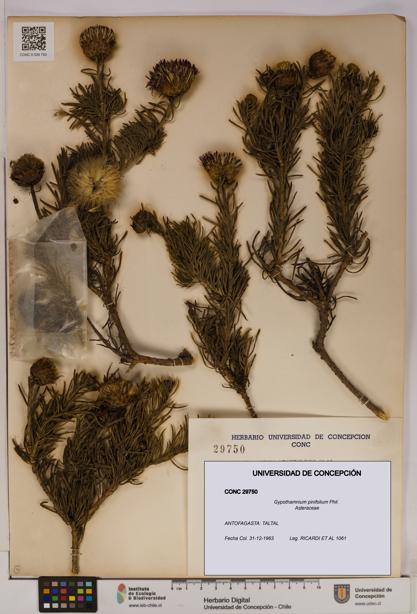 Gypothamnium pinifolium [Espécimen: UDEC:CONC:0029750]