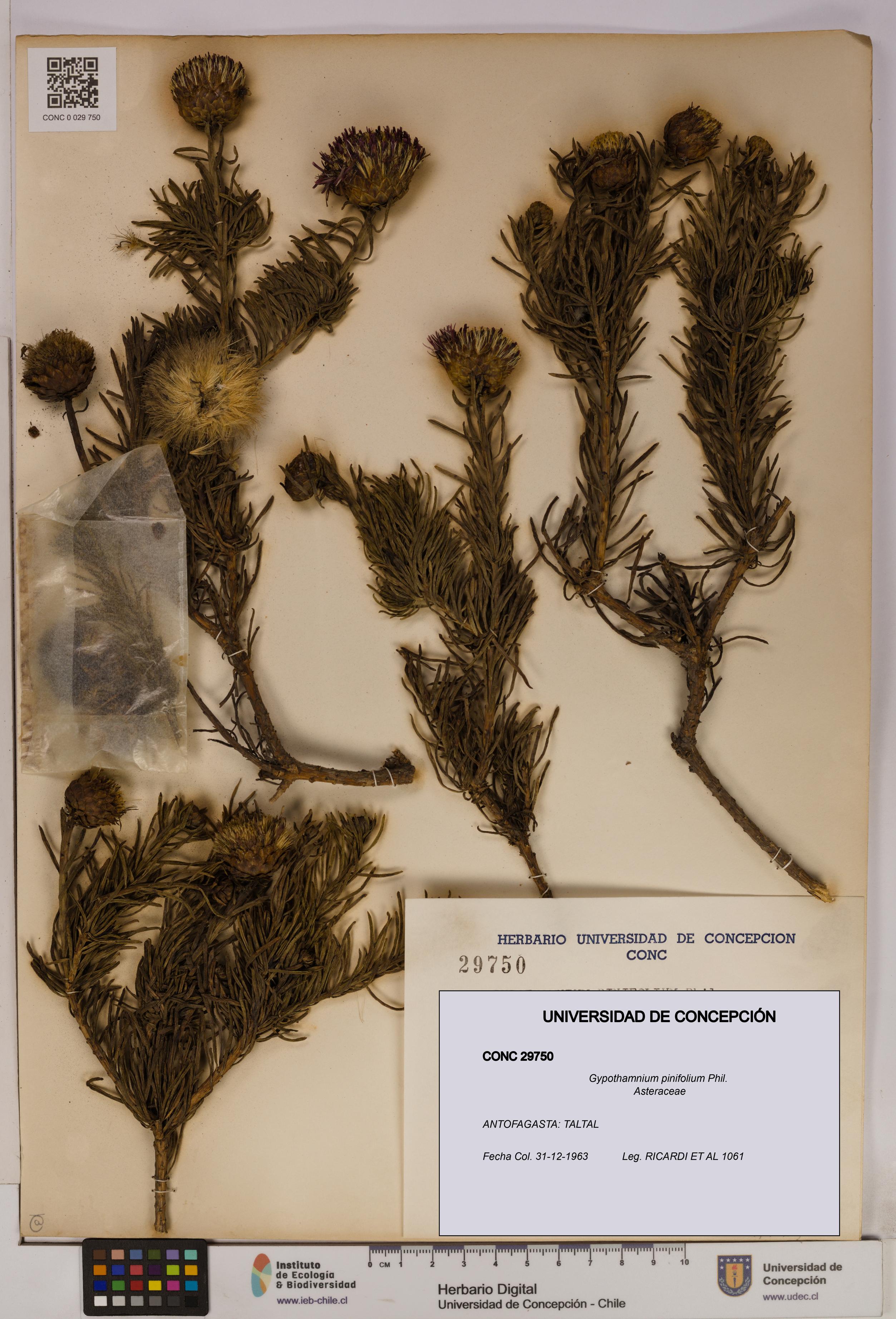 Gypothamnium pinifolium [Espécimen: UDEC:CONC:0029750]