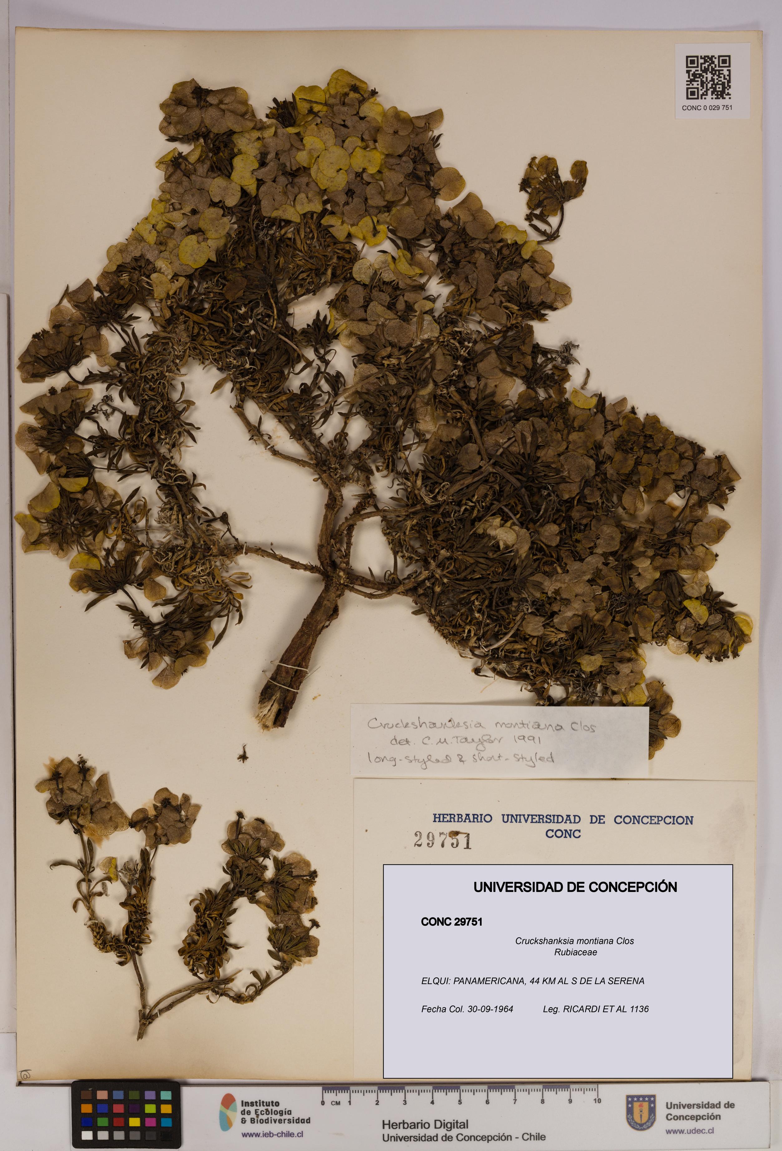 Cruckshanksia montiana [Espécimen: UDEC:CONC:0029751]