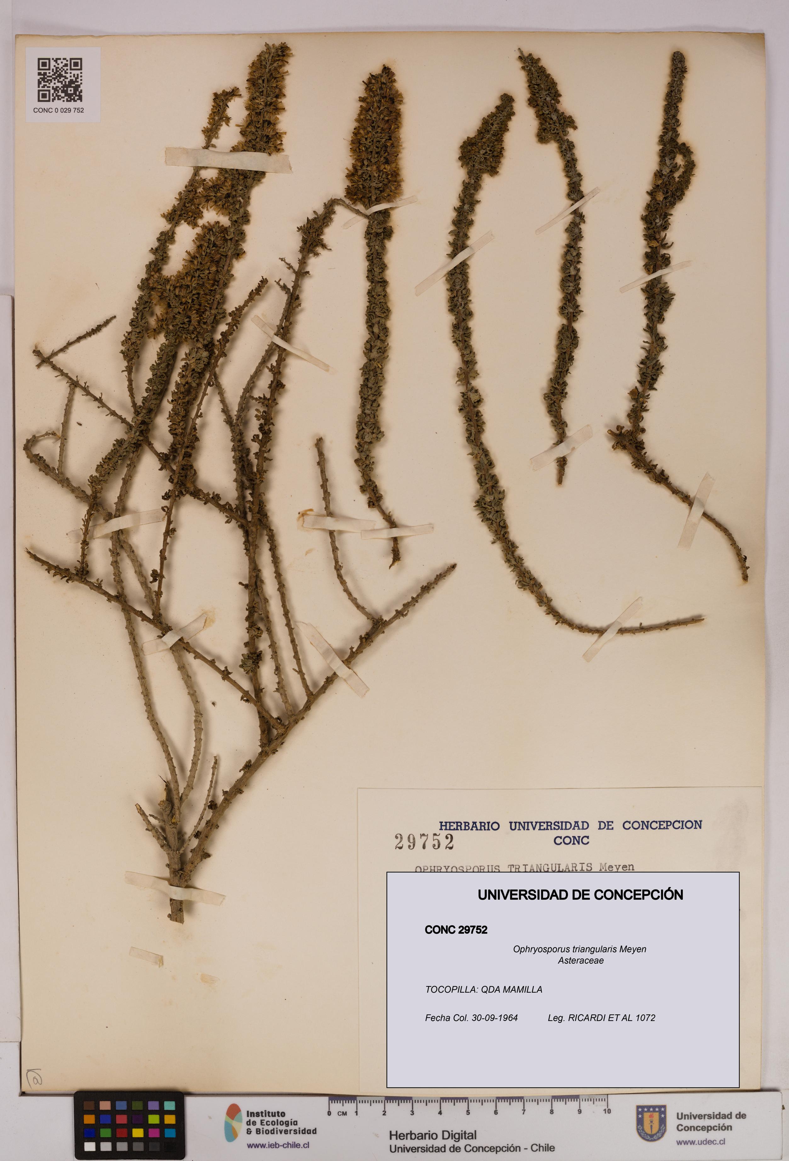 Ophryosporus triangularis [Espécimen: UDEC:CONC:0029752]