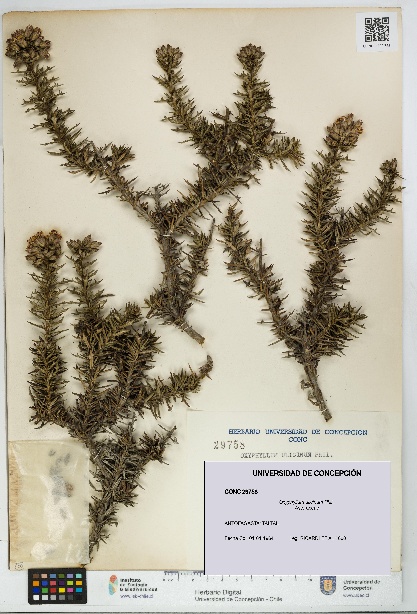 Oxyphyllum ulicinum [Espécimen: ]