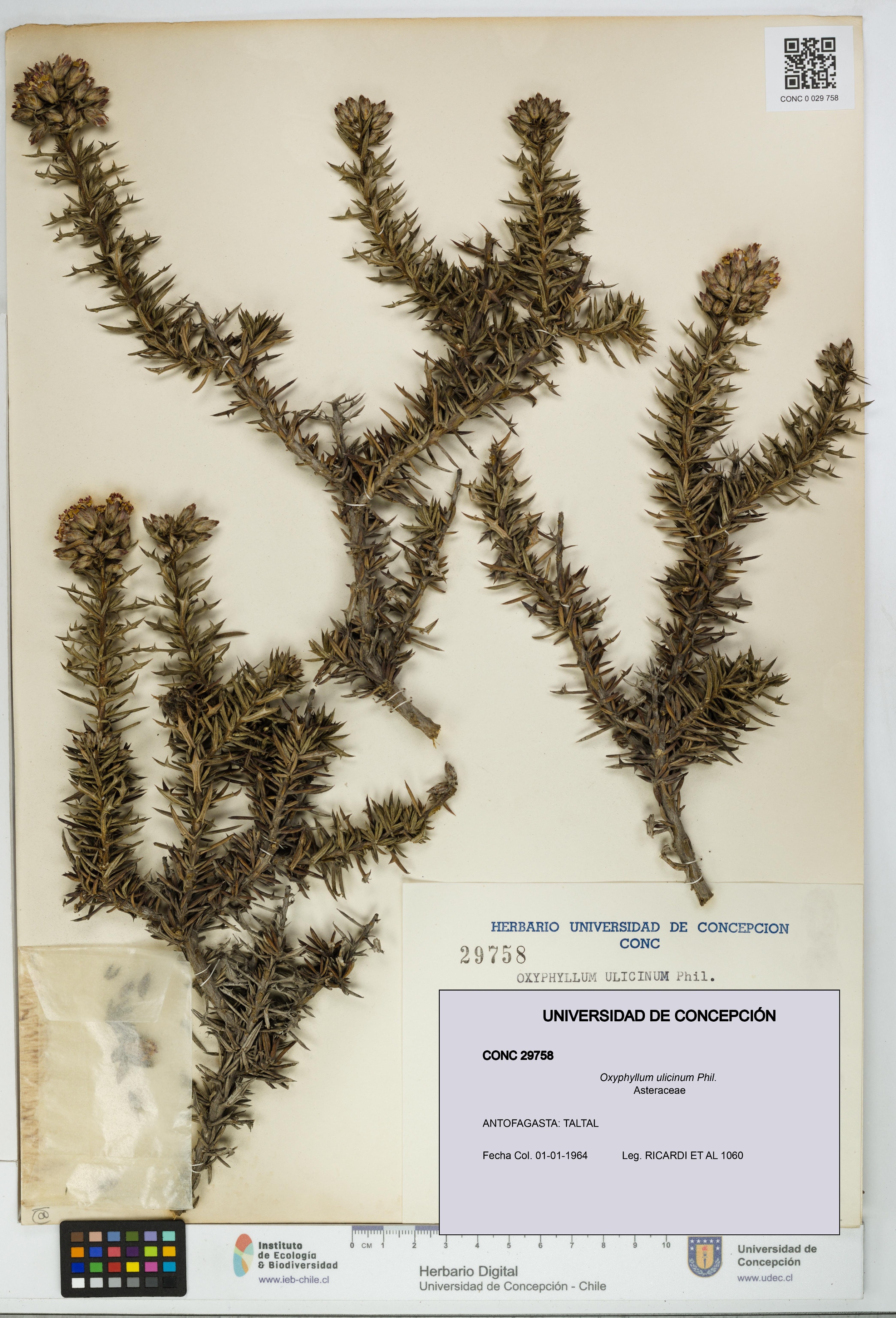 Oxyphyllum ulicinum [Espécimen: ]