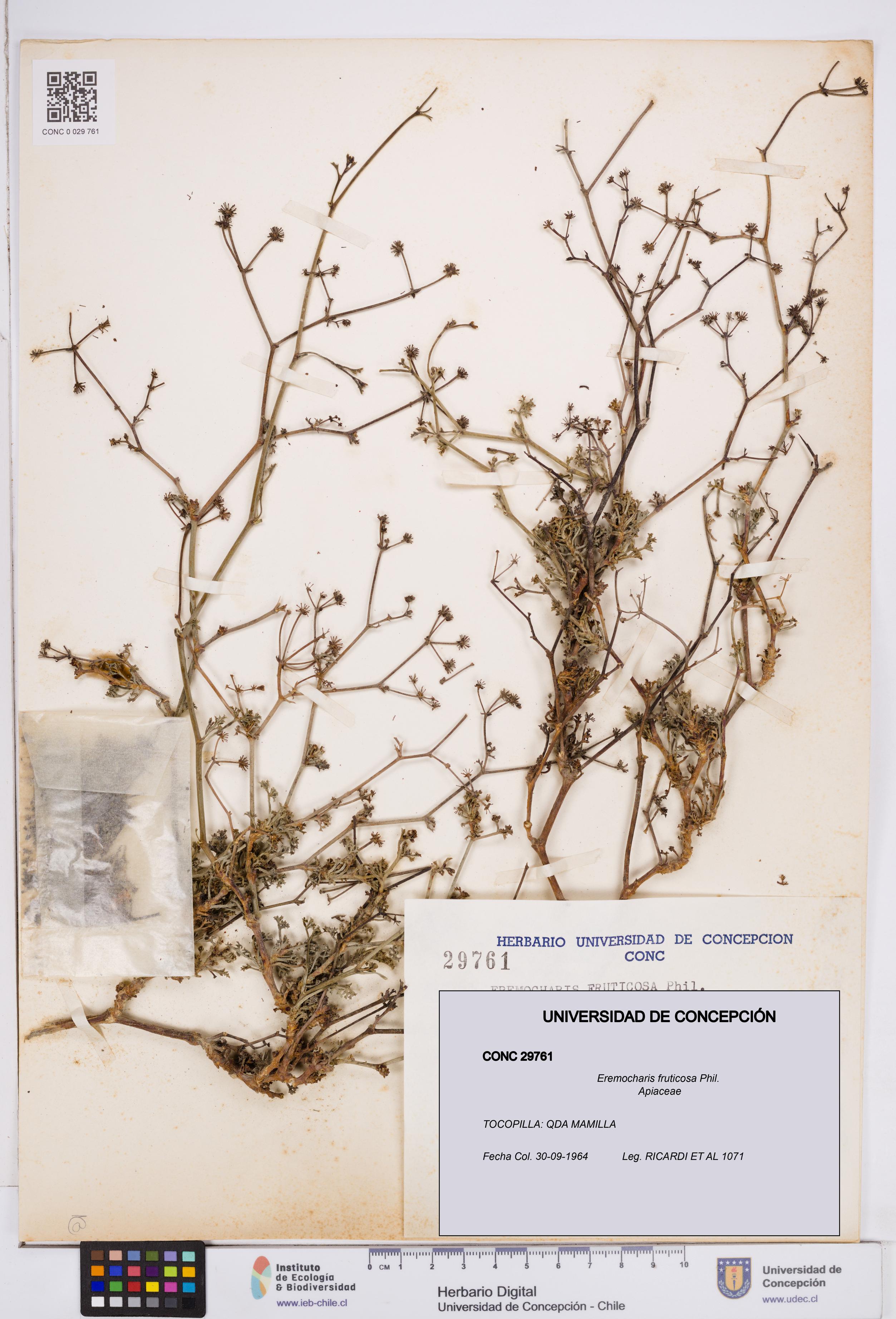 Eremocharis fruticosa [Espécimen: ]