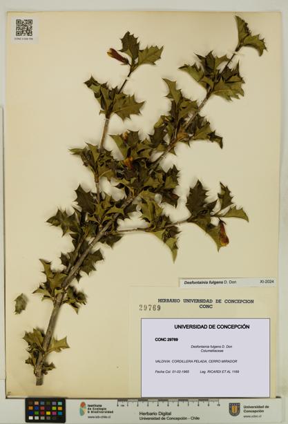 Desfontainia fulgens [Espécimen: UDEC:CONC:0029769]
