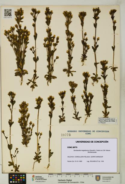 Gentianella magellanica [Espécimen: UDEC:CONC:0029773]