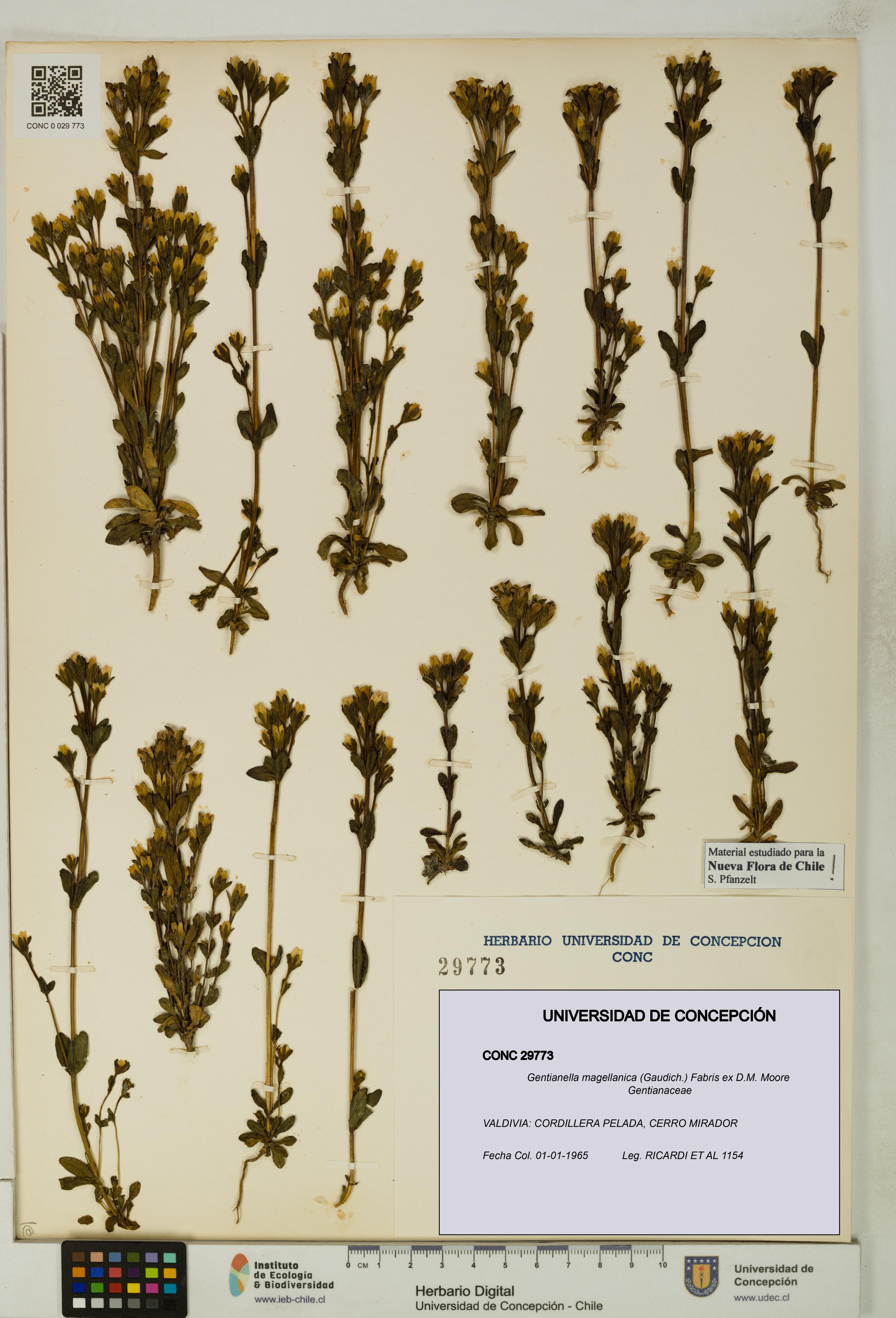 Gentianella magellanica [Espécimen: UDEC:CONC:0029773]