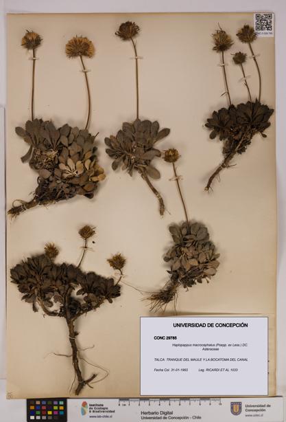 Haplopappus macrocephalus [Espécimen: UDEC:CONC:0029785]
