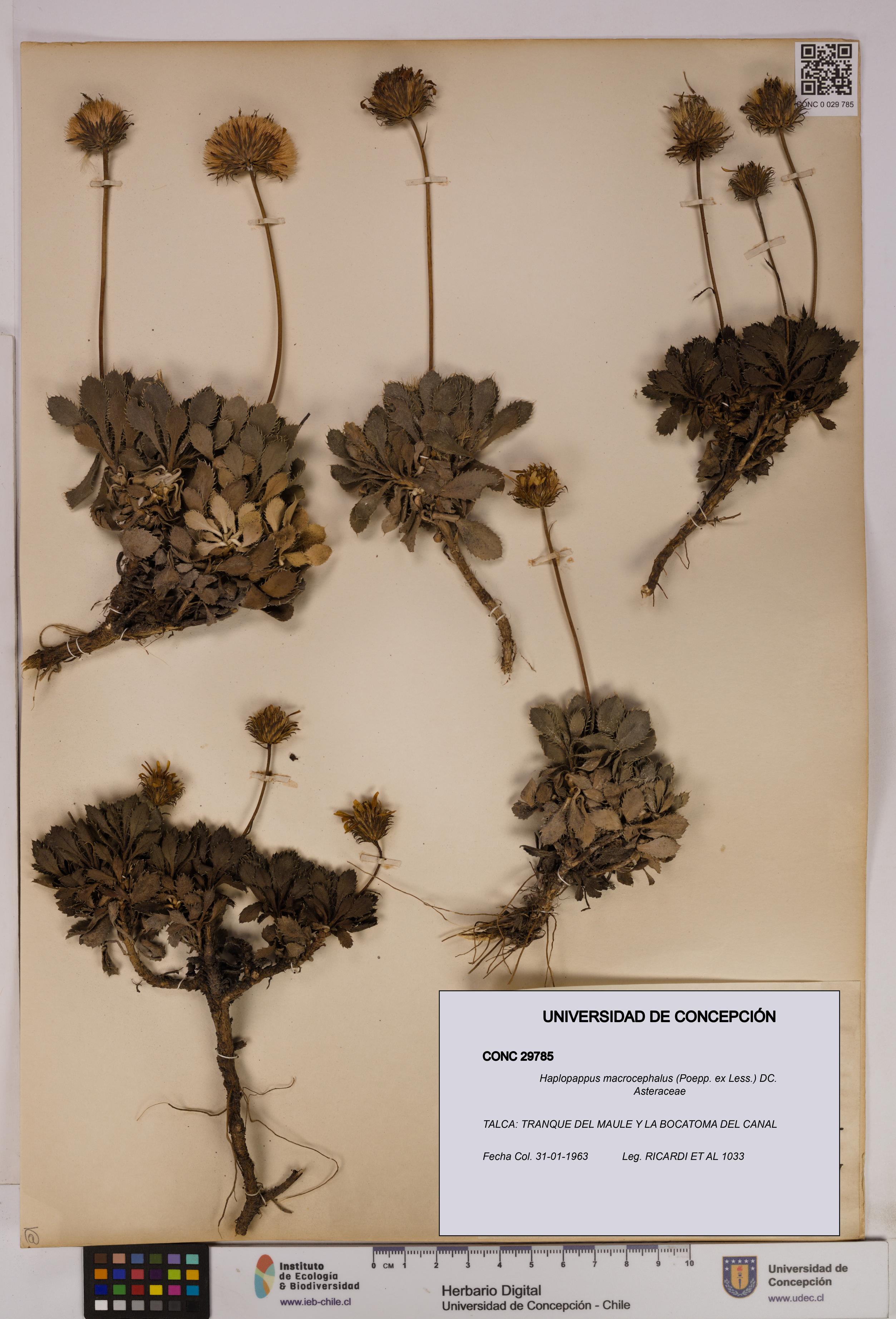 Haplopappus macrocephalus [Espécimen: UDEC:CONC:0029785]