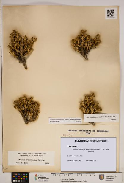 Azorella trisecta [Espécimen: ]